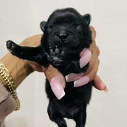 Prada - Black female Pomeranian puppy in Tucson, Arizona from Kristy's Pomeranians