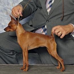 Evelyn - Miniature Pinscher