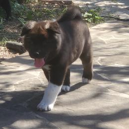 Akita Puppies from Folklore Akitas