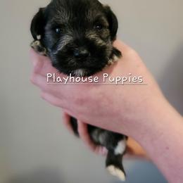 Jan - Salt and pepper female Miniature Schnauzer puppy in Lebanon, Missouri from Playhouse Puppies