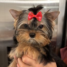 Jacqueline - Blue and gold female Yorkshire Terrier puppy in Portland, Oregon from Bohemian Beauty Yorkshire Terrier