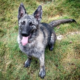 German Shepherd and White Shepherd Puppies from Scenic Creek German Shepherds