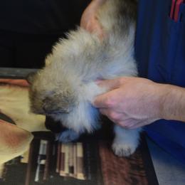 Light Purple - Black and silver female Keeshond puppy in Fayetteville, Tennessee from Erbekees-Keeshonden