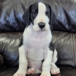 Summer - Mantle female Great Dane puppy in Castle Rock, Washington from Uber Alles Great Danes