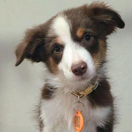 Benedict - Red tri male Toy Australian Shepherd puppy in Bethany, Oklahoma from Donna's Toy & Mini Aussies