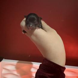 Milo - Black and tan male Pomeranian puppy in Lillington, North Carolina from Dignified Poms