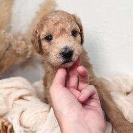 Fig - Cream female Goldendoodle puppy in Auburn, California from Golden Acre Doodles
