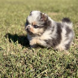 Simon - Blue merle male Pomeranian puppy in Scottsburg, Virginia from Summer Set Poms