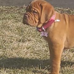 Dogues de Bordeaux from King's De Bordeaux