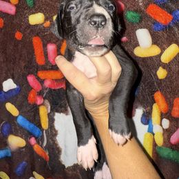 Bates - Black and white male Great Dane puppy in Orange Grove, Texas from Shadow Veil Dane’s