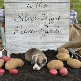 Golden Retriever and Pembroke Welsh Corgi Puppies from Silver Myst Acres