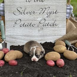 Golden Retriever and Pembroke Welsh Corgi Puppies from Silver Myst Acres