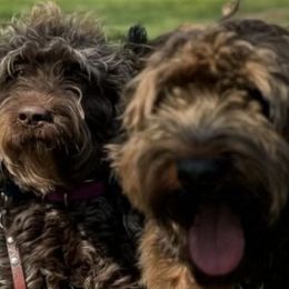 Australian Labradoodles from Absolute Australian Labradoodles