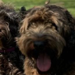 Australian Labradoodles from Absolute Australian Labradoodles