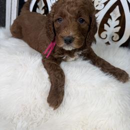 Goldendoodle and Poodle Puppies from Northern Heart Standards