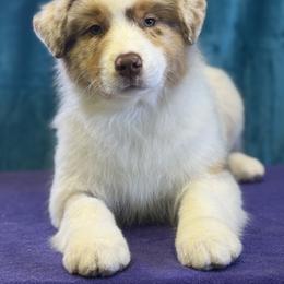 Australian Shepherd Puppies from Shawnkara Australian Shepherds & Miniature American Shepherds