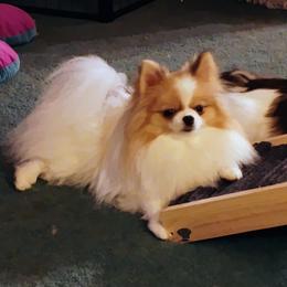 Lucy - Pomeranian