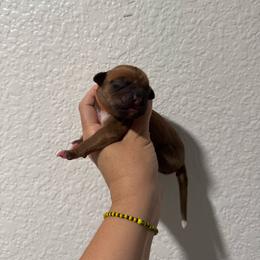 Orange - Fawn female Boxer puppy in Denver, Colorado from Yuni’s AKC Boxers