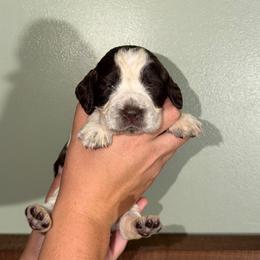 Boomer - Liver white and roan male English Springer Spaniel puppy in Williston, Florida from Parks Paradise Springers