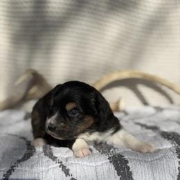 Moondancer - Black tri female Miniature Australian Shepherd puppy in Cody, Wyoming from Quartz Creek Aussies