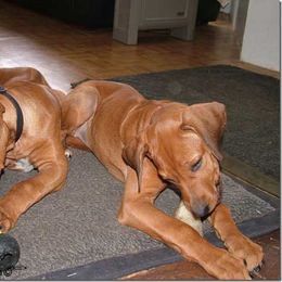 Rhodesian Ridgeback Puppies from ApacheRidge Ranch