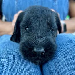 Giant Schnauzer and Miniature Schnauzer Puppies from My Angel Schnauzers