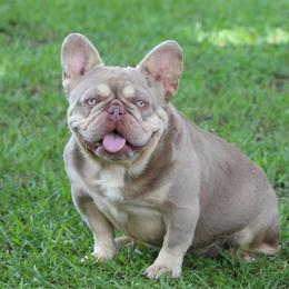 Kubo - French Bulldog