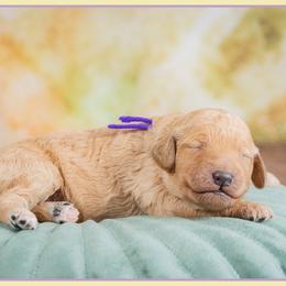 Stacy - Red  female Goldendoodle puppy in Connersville, Indiana from Deaz Doodle Ranch