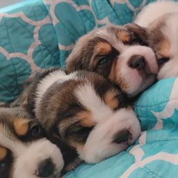 Beagle puppies from Rosehaven Homestead