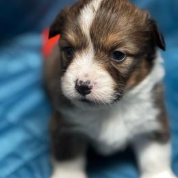 Ruben - White and red male Pembroke Welsh Corgi puppy in Nortonville, Kansas from Low Riders Corgis & Mini Aussies