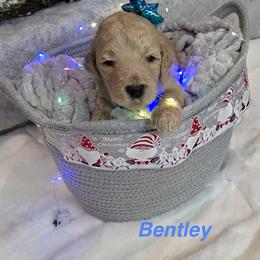 Bentley - Apricot male Goldendoodle puppy in Sanderson, Florida from Serenity Goldendoodles