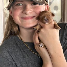 Cavalier King Charles Spaniel Puppies from 5dubs Cavaliers
