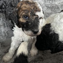 Poodle Puppies from Rocky Mountain Standards