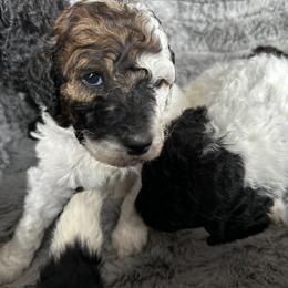 Poodle Puppies from Rocky Mountain Standards
