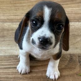 Pocket Beagle Haylee - Black white and tan female Beagle puppy in Gentry, Arkansas from HC Puppy Ranch