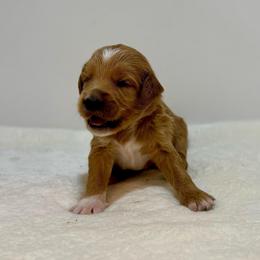 Poppy - Red  female Goldendoodle puppy in Kenansville, North Carolina from J+A Family Doodles