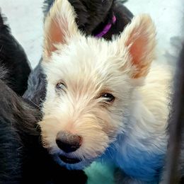 Scottish Terrier Puppies from Nicole's Scottish Terriers