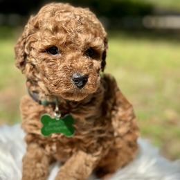 Tajin - Red  male Poodle puppy in Palm Beach County, Florida from Benji’s Cockapoos
