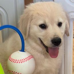 Honeybun (Yellow Collar Boy) - Light golden male Golden Retriever puppy in Peoria, Arizona from Dani’s Dawgs
