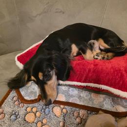 Jade - Dachshund