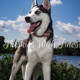Liona - Siberian Husky