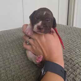 Red Girl - Liver and white female German Shorthaired Pointer puppy in Nampa, Idaho from Heart Mountain Cavaliers & Floating Feathers Kennel