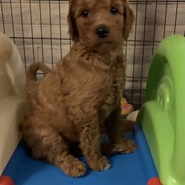 Goldendoodle Puppies from Goldendoodlefamily