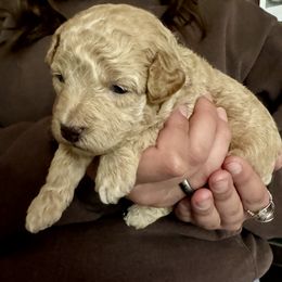 Assorted Doodle Crosses Puppies from Kovalenko Poodles