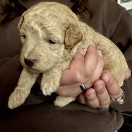 Assorted Doodle Crosses Puppies from Kovalenko Poodles