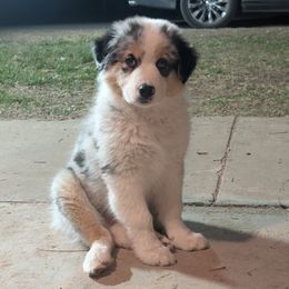 Australian Shepherd Puppies from Winter River Farms Australian Shepherds