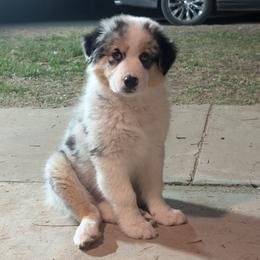 Australian Shepherd Puppies from Winter River Farms Australian Shepherds