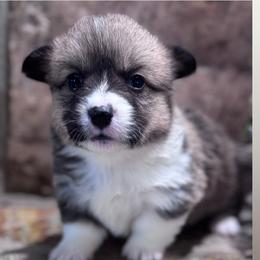 Fern - Sable female Pembroke Welsh Corgi puppy in Elberta, Utah from 3F Farms- Pembroke Welsh Corgis and Irish Wolfhounds