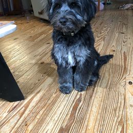 Australian Labradoodle Puppies from Charlotte Labradoodles
