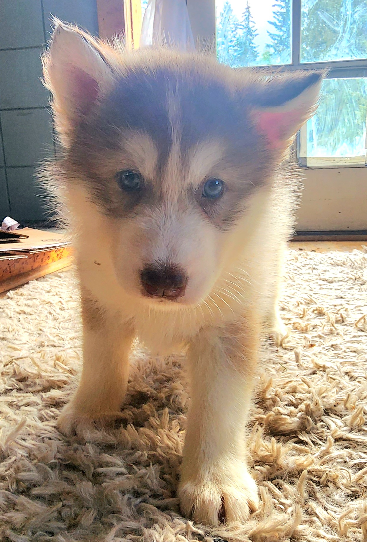 Native American Indian Dog Puppies from Corn Moon Kennels: a member of the Native American Indian Dog Preservation Project